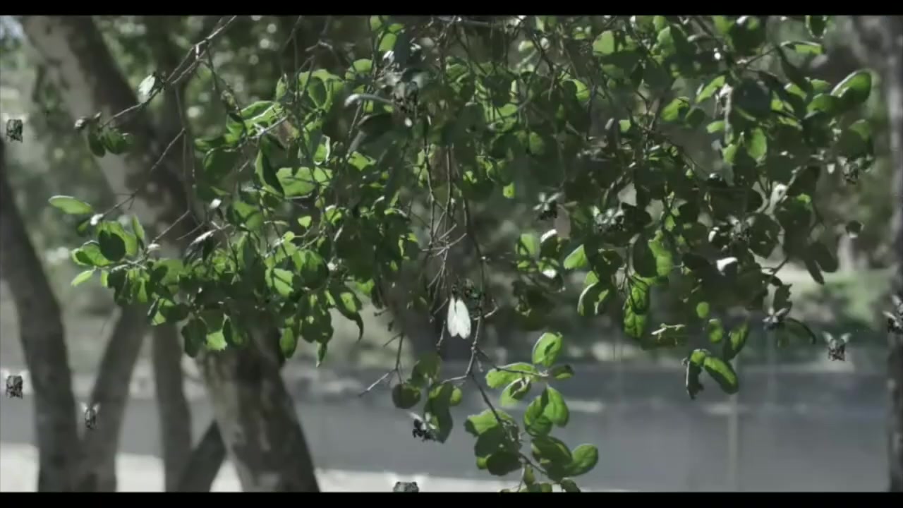 Cicada 2020 Tamil Movie HDRip 720p